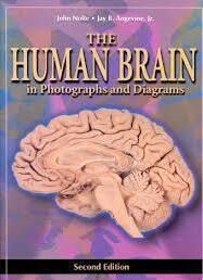 The Human Brain in photographs and Diagrams