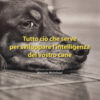 Tutto ciò che serve per sviluppare l'intelligenza del vostro cane