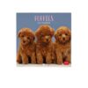 Legami - Calendario da Parete 2027, Puppies, 12 Mesi, 18 x 18 cm