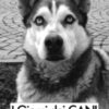I giorni dei cani. Agenda 2027
