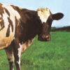 Atom Heart Mother. Il cuore nuovo dei Pink Floyd