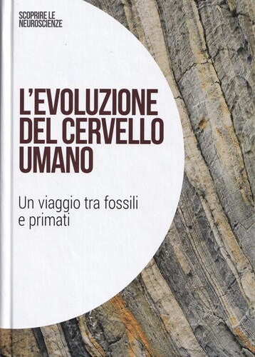 L'evoluzione del cervello umano: Un viaggio tra i fossili e primati